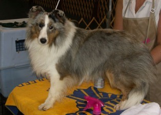 Shetland Sheepdog — 2
