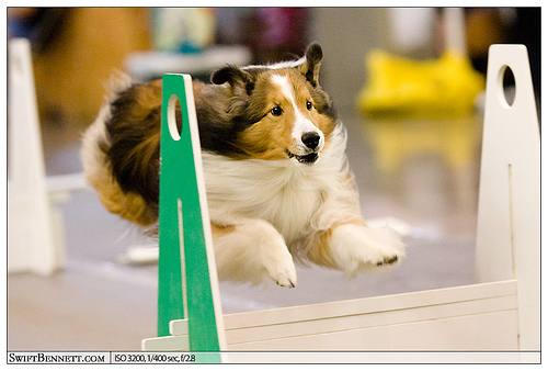 Shetland Sheepdog — 3