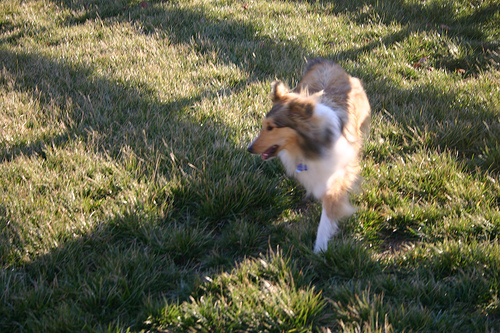 Shetland Sheepdog — 4