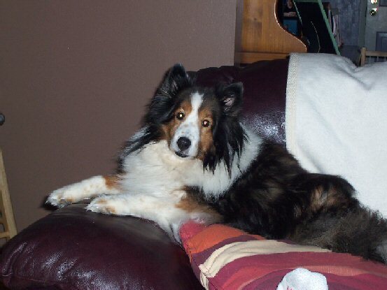 Shetland Sheepdog — 5