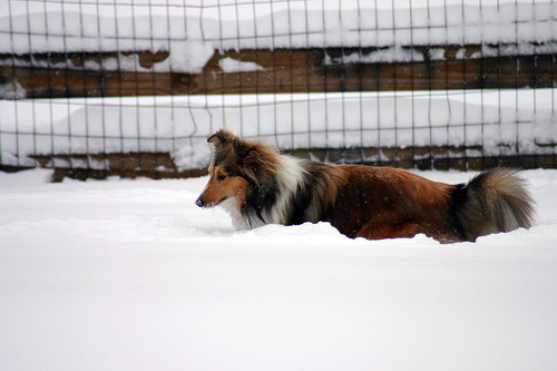 Shetland Sheepdog — 6