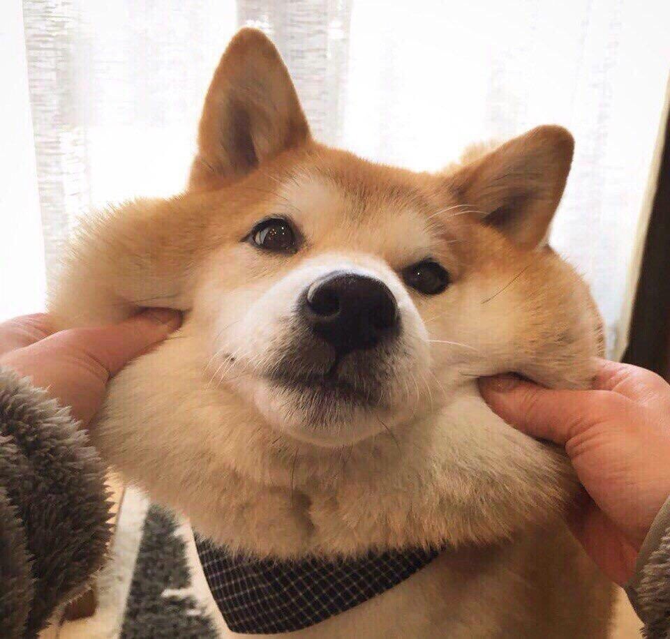 Shiba Inu — 1