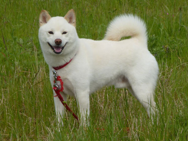 Shiba Inu — 2