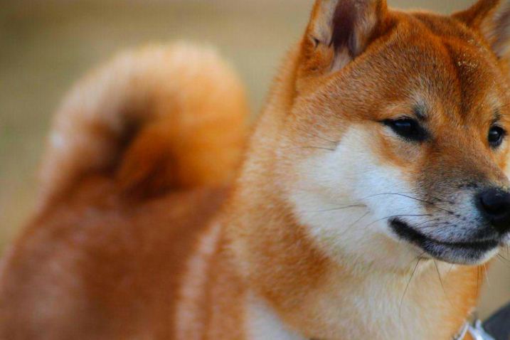 Shiba Inu — 3