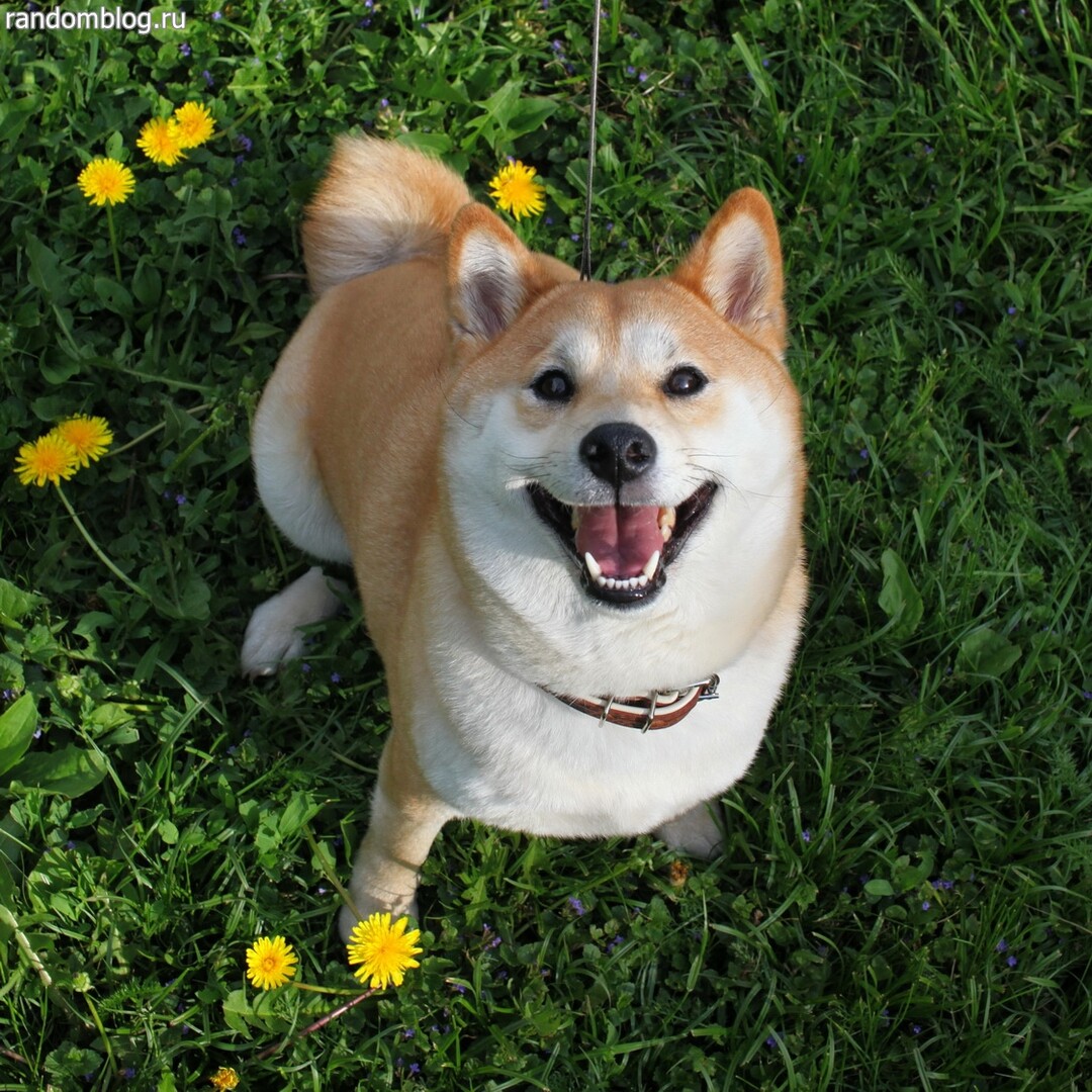 Shiba Inu — 4