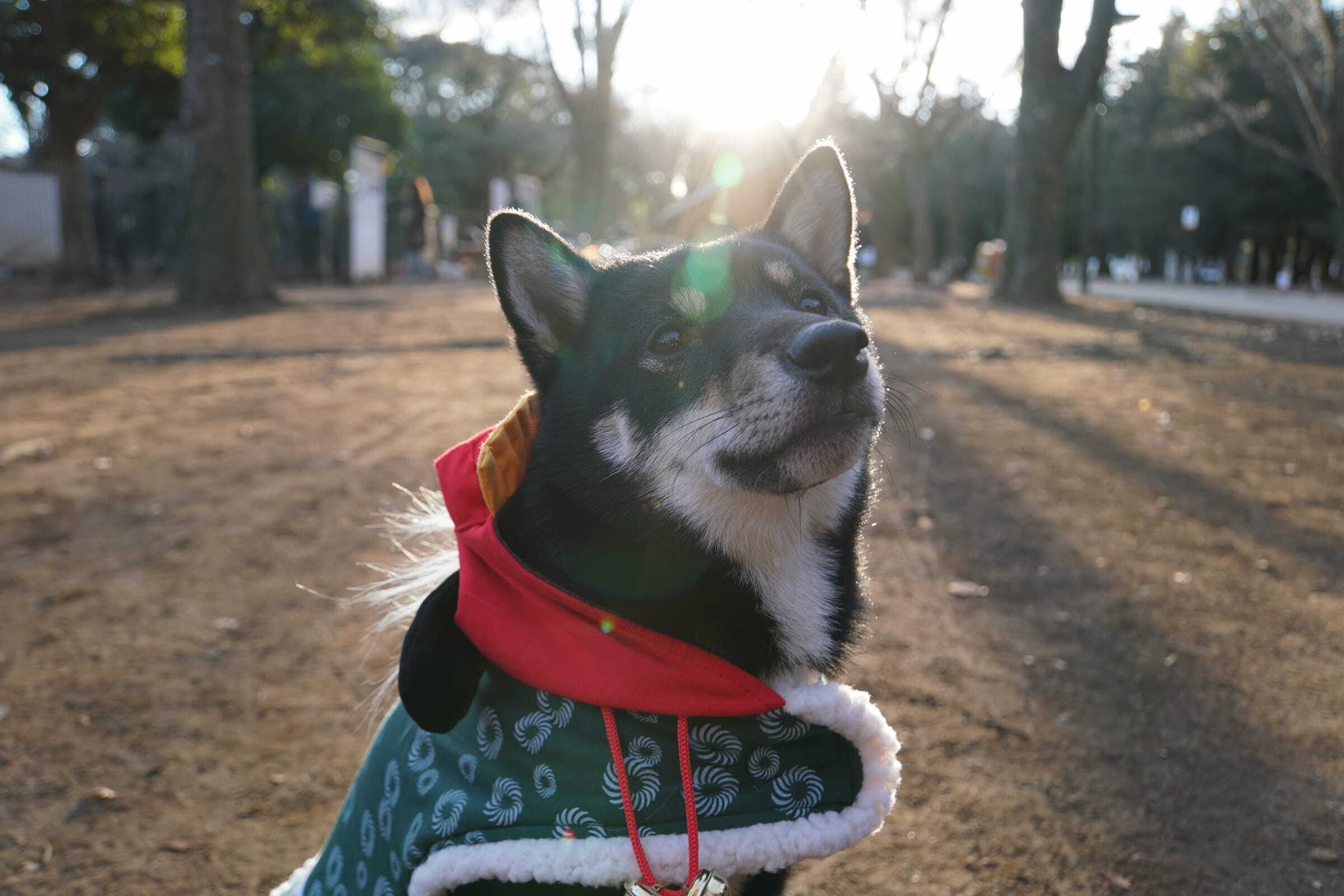 Shiba Inu — 5