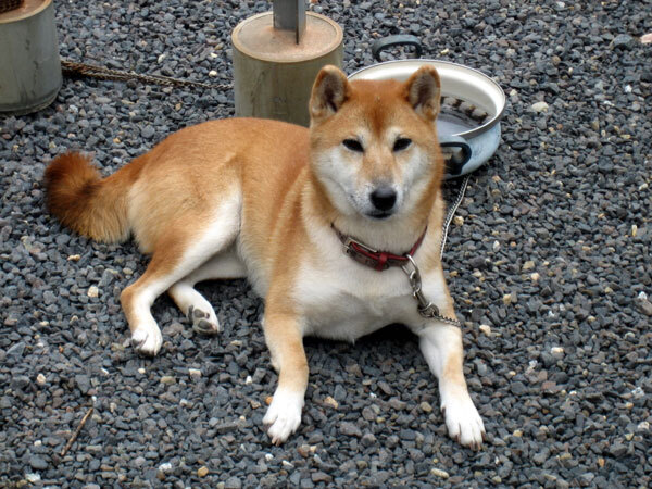 Shiba Inu — 6