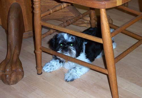 Shih Tzu — 1