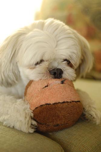 Shih Tzu — 2