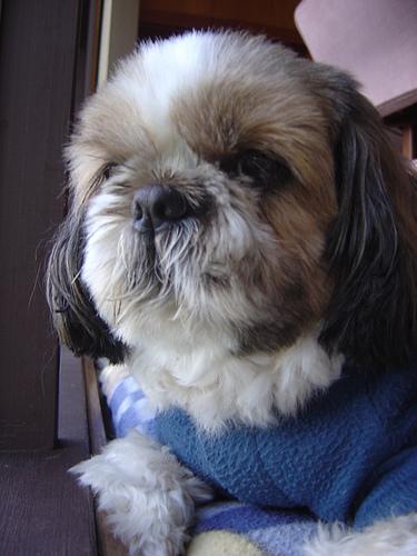 Shih Tzu — 3