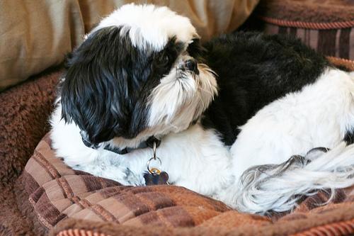 Shih Tzu — 4