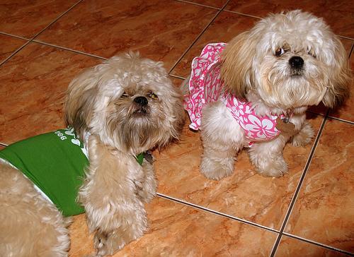 Shih Tzu — 5