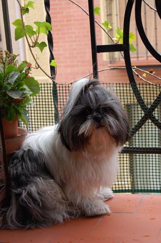 Shih Tzu — 6