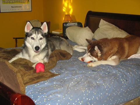 Siberian Husky — 1