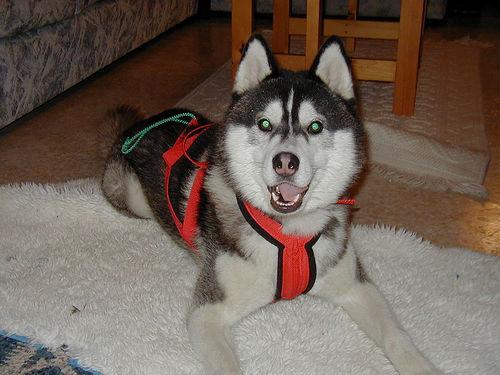 Siberian Husky — 2