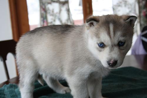 Siberian Husky — 3