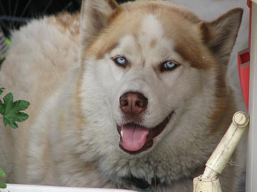 Siberian Husky — 4