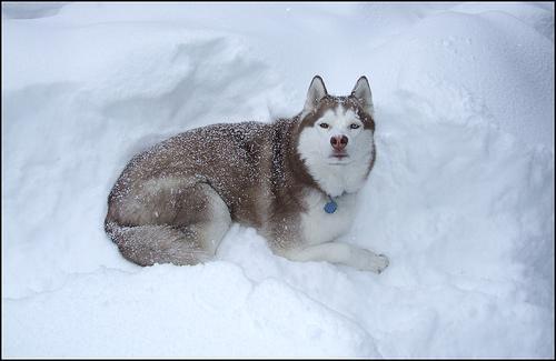 Siberian Husky — 5