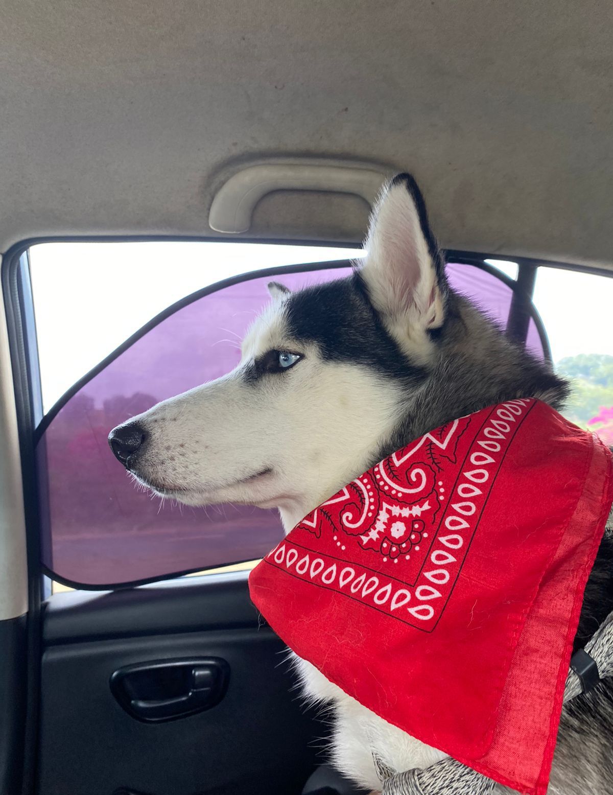 Siberian Husky — 6