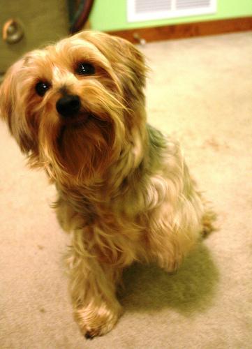 Silky Terrier — 1