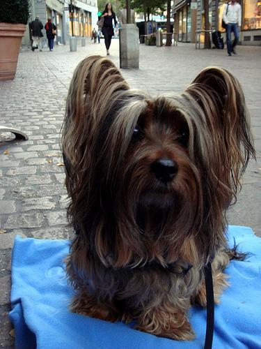 Silky Terrier — 2