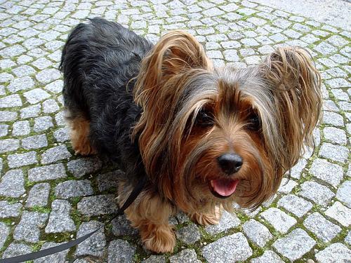 Silky Terrier — 3