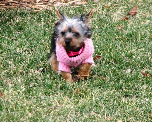 Silky Terrier — 4