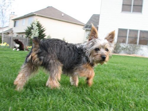 Silky Terrier — 5
