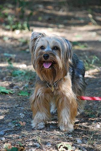 Silky Terrier — 6