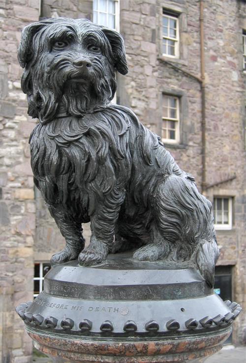 Skye Terrier — 1