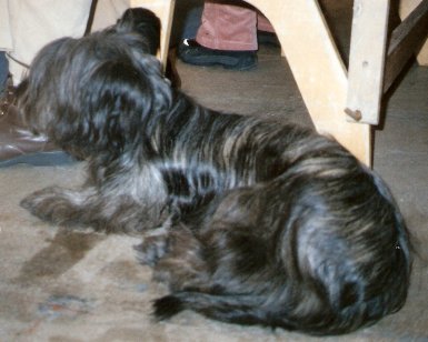 Skye Terrier — 2