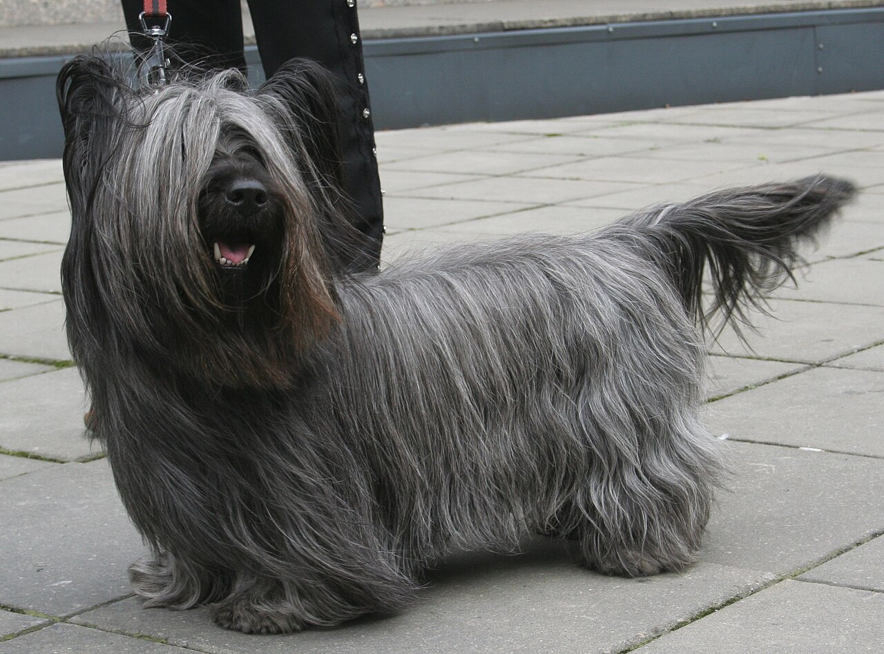 Skye Terrier — 3