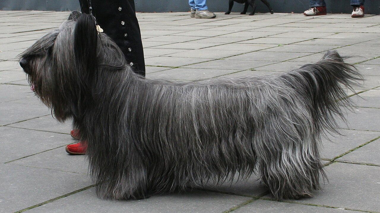 Skye Terrier — 4