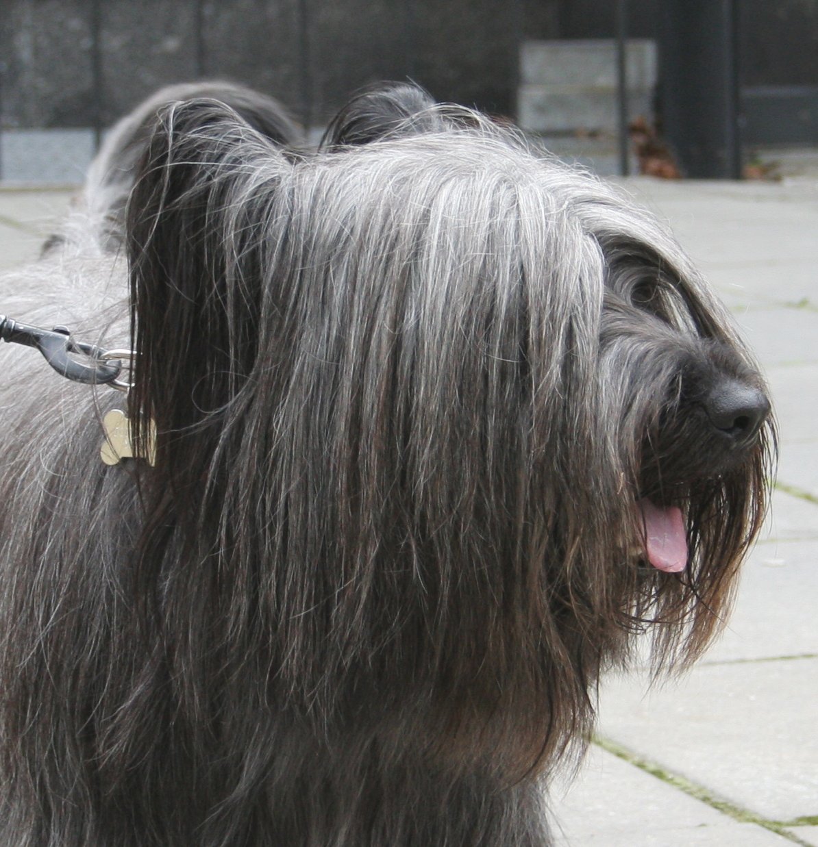 Skye Terrier — 5