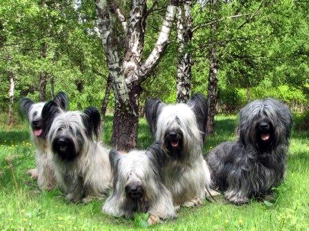 Skye Terrier — 6