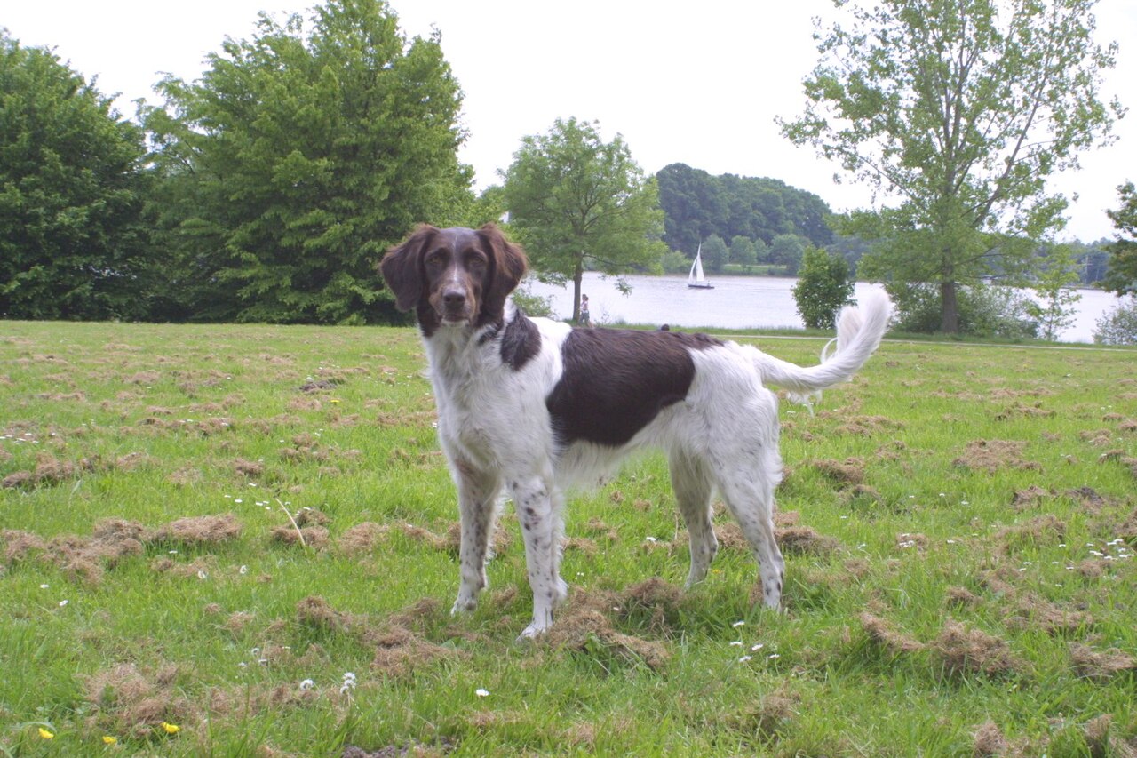 Small Munsterlander — 1