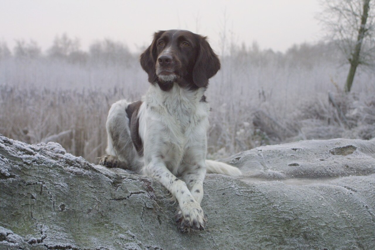 Small Munsterlander — 2