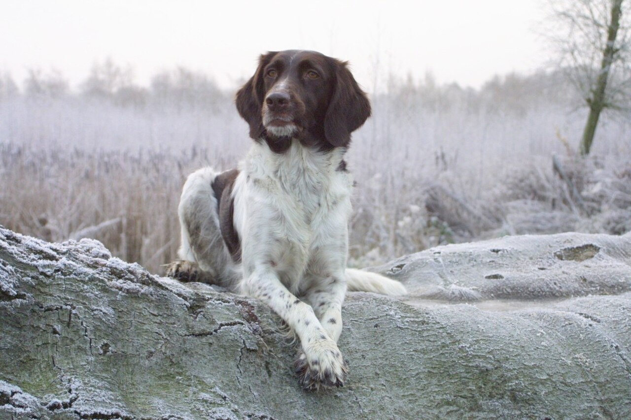 Small Munsterlander — 4