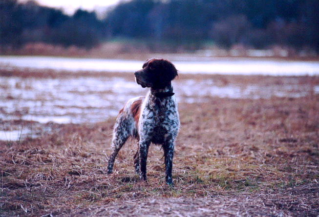 Small Munsterlander — 5