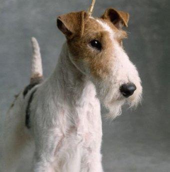 Smooth Fox Terrier — 2