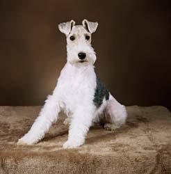 Smooth Fox Terrier — 3
