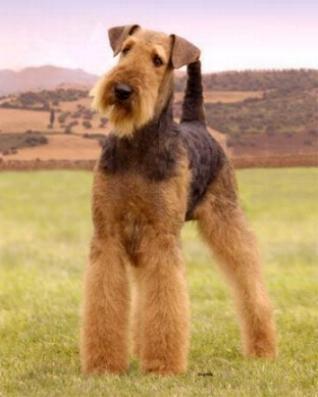 Smooth Fox Terrier — 4