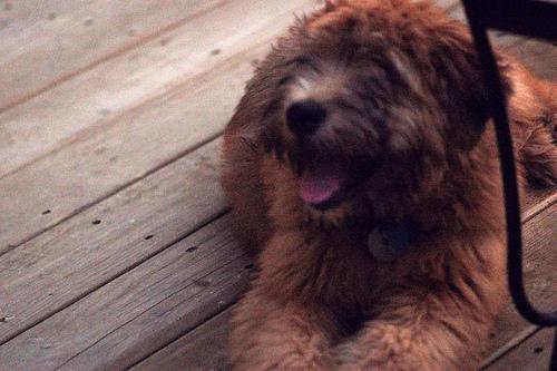 Soft Coated Wheaten Terrier — 1