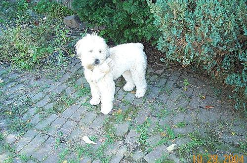 Soft Coated Wheaten Terrier — 2