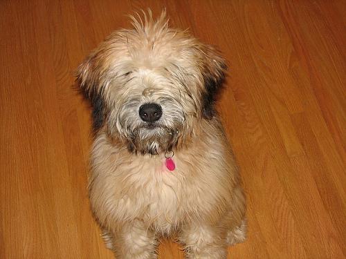 Soft Coated Wheaten Terrier — 3
