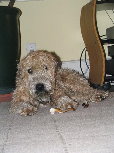 Soft Coated Wheaten Terrier — 4