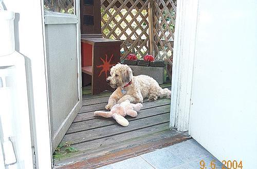 Soft Coated Wheaten Terrier — 5