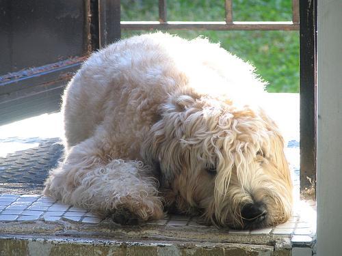 Soft Coated Wheaten Terrier — 6