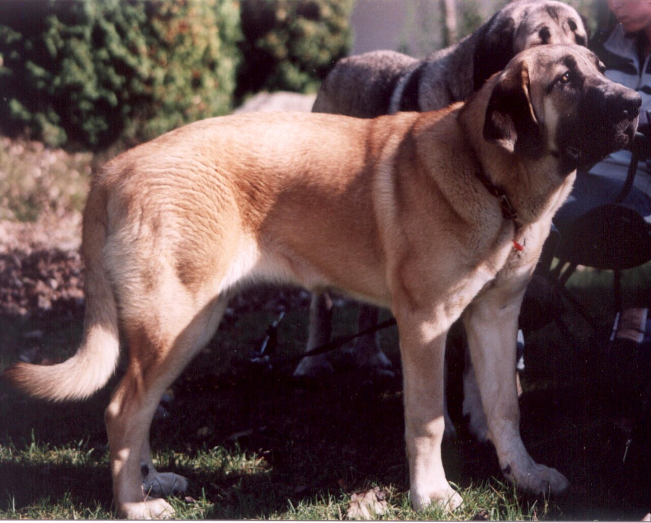 Spanish Mastiff — 1