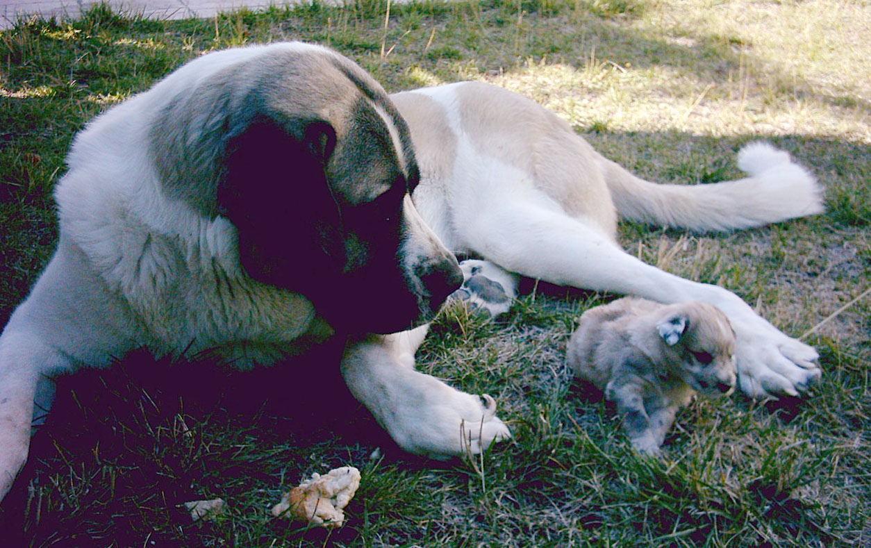 Spanish Mastiff — 2